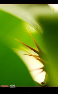 温柔的刺,探寻内心深处的情感冲突与成长