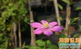 幸福像花儿一样